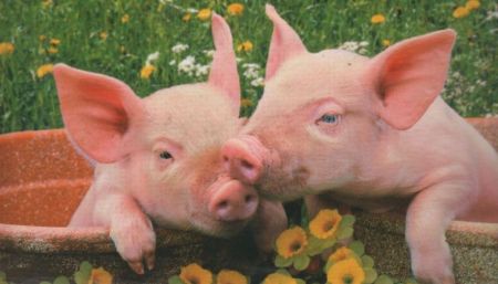 Schweinchen im Blumentopf Schweinchen im Blumentopf