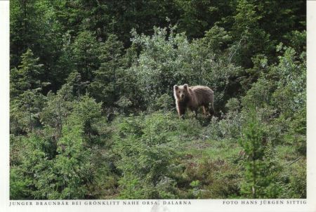 Dalarna - Schweden - Grönklitt bei Orsa - junger Braunbär Dalarna - Schweden - Grönklitt bei Orsa - junger Braunbär