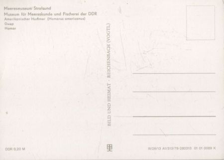 Stralsund - Meeresmuseum - Homar Stralsund - Meeresmuseum - Homar