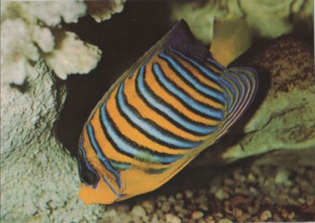 Stralsund - Meeresmuseum - Pfauenkaiserfisch Stralsund - Meeresmuseum - Pfauenkaiserfisch