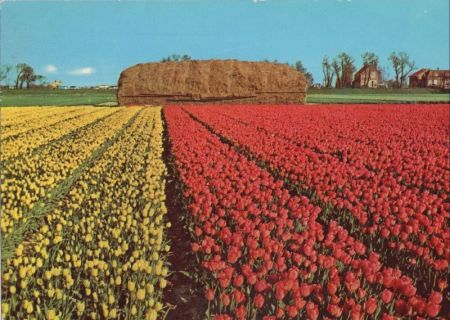 Holland - Niederlande - Blumenland Holland - Niederlande - Blumenland