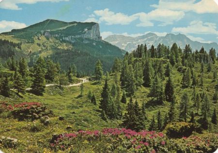 Waidring - Österreich - Alpenblumen-Wanderweg Waidring - Österreich - Alpenblumen-Wanderweg