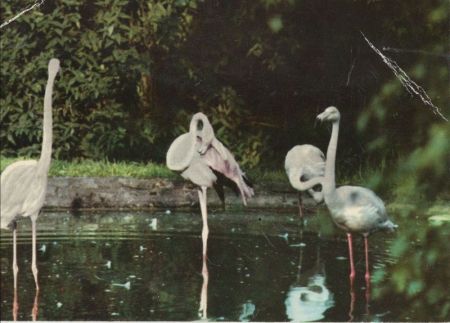 Kronberg - Flamingos im Freigehege Kronberg - Flamingos im Freigehege