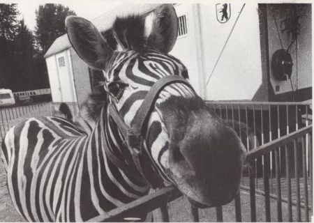 Zebra am zaun Zebra am zaun