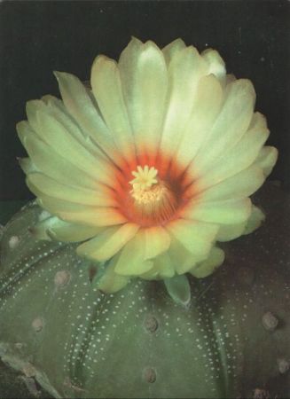 Kaktus blühend - Astrophytum asterias Kaktus blühend - Astrophytum asterias