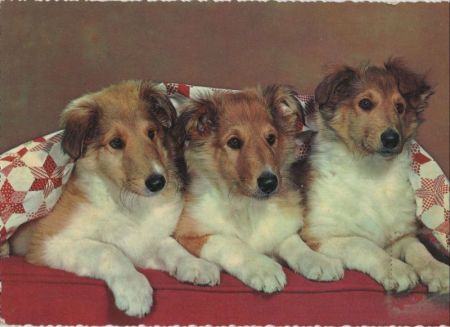 drei Hunde liegend drei Hunde liegend