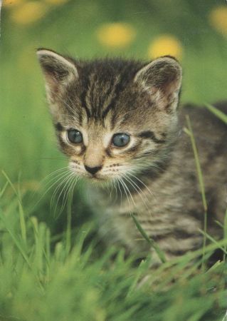 Katze im Gras Katze im Gras