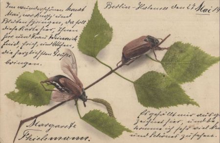 Maikäfer auf Zweig Maikäfer auf Zweig