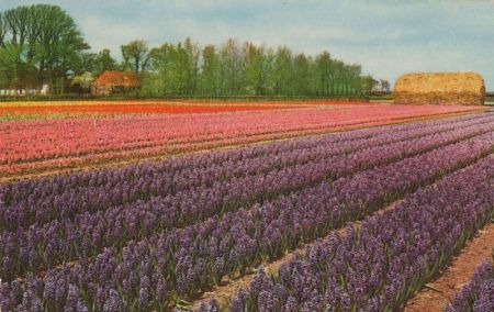 Holland - Niederlande - Blumenschmuck Holland - Niederlande - Blumenschmuck