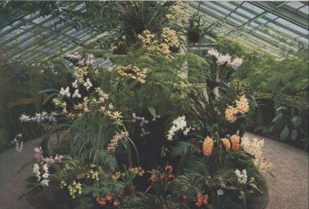 Frankfurt Main - Palmengarten - Orchideen-Haus Frankfurt Main - Palmengarten - Orchideen-Haus