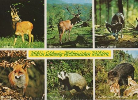 Schleswig-Holstein - Wild in den Wäldern Schleswig-Holstein - Wild in den Wäldern