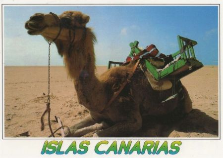 Kanarische Inseln - Spanien - Kamel Kanarische Inseln - Spanien - Kamel