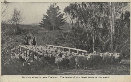 Neuseeland - Neuseeland - Droving sheep Neuseeland - Neuseeland - Droving sheep