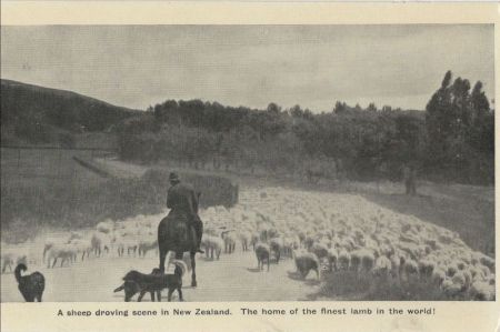Neuseeland - Neuseeland - sheep droving scene Neuseeland - Neuseeland - sheep droving scene