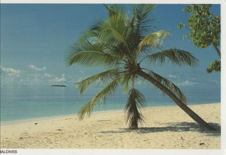 Malediven (Gesamt) - Malediven - Palme am Strand Malediven (Gesamt) - Malediven - Palme am Strand