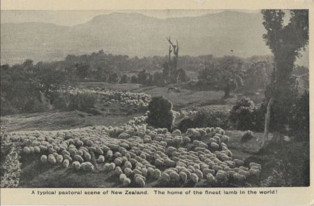 Neuseeland - Neuseeland - typical pastoral scene Neuseeland - Neuseeland - typical pastoral scene