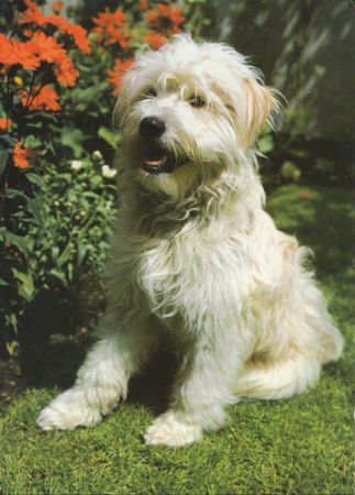 Hund - Tibet Terrier Hund - Tibet Terrier