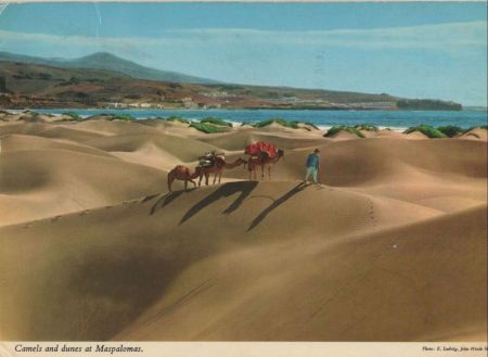 Maspalomas - Spanien - Camels and dunes Maspalomas - Spanien - Camels and dunes