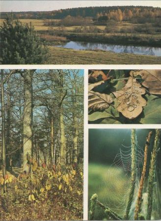 Natur - vier Bilder Natur - vier Bilder