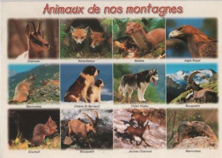 Montagne - Frankreich - Animaux Montagne - Frankreich - Animaux