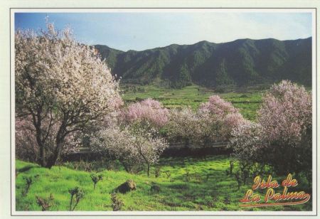El Paso - Spanien - Almendros en flor El Paso - Spanien - Almendros en flor