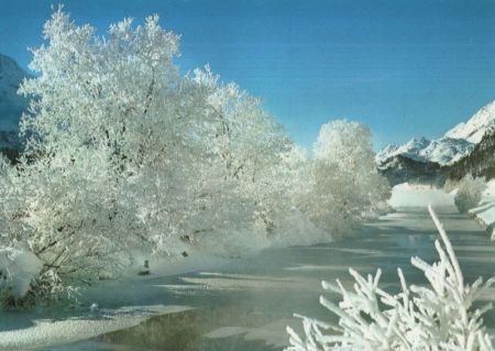 Winterbild - weiße Bäume Winterbild - weiße Bäume