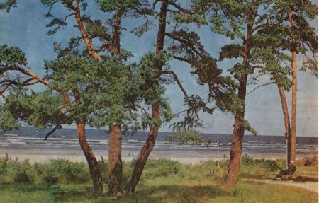 Jurmala - Lettland - Kiefern in Melluzi Jurmala - Lettland - Kiefern in Melluzi