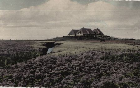 Halligen - Bondestabe und Meerstrandswermut Halligen - Bondestabe und Meerstrandswermut