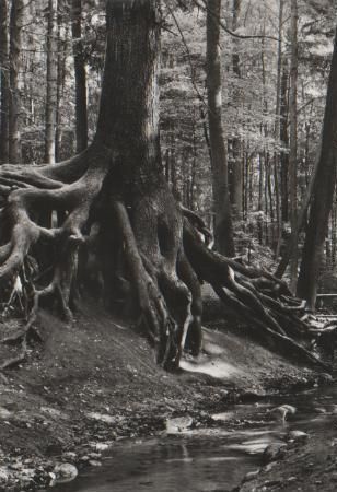 Buckow - Wurzelfichte - 1982 Buckow - Wurzelfichte - 1982