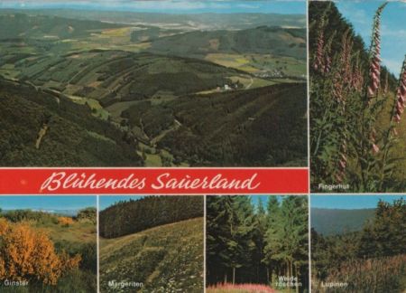 Sauerland - Blüten - 1986 Sauerland - Blüten - 1986