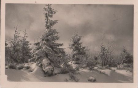 Nadelbäume im Schnee - ca. 1955 Nadelbäume im Schnee - ca. 1955