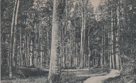 Ostseebad Dahme Hiolst. - Waldpartie - ca. 1935 Ostseebad Dahme Hiolst. - Waldpartie - ca. 1935