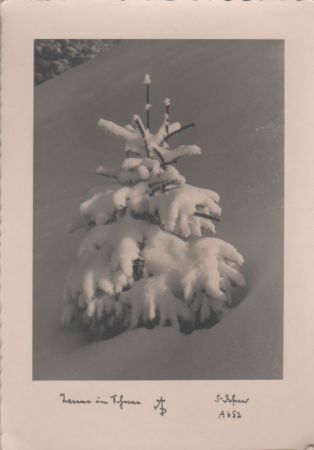 Tanne im Schnee - ca. 1950 Tanne im Schnee - ca. 1950
