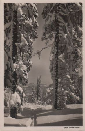 Wald im Winter Wald im Winter