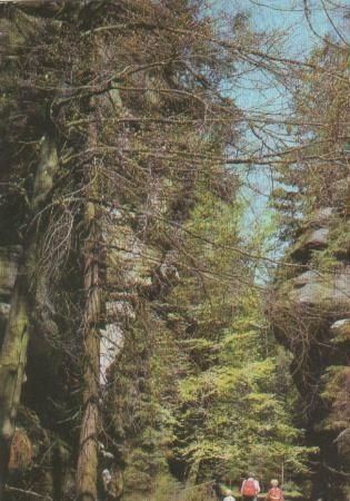 Königstein - Sächs. Schweiz - Kohlgrund - 1986 Königstein - Sächs. Schweiz - Kohlgrund - 1986
