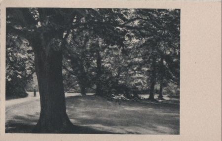 Bäume in einem Park - ca. 1955 Bäume in einem Park - ca. 1955