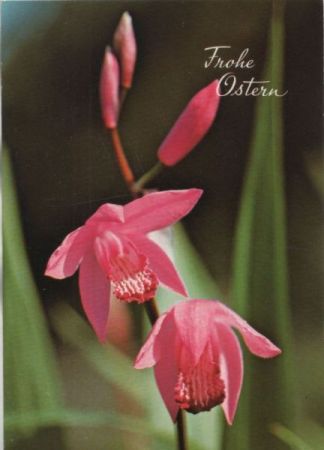 Frohe Ostern Blumen Frohe Ostern Blumen