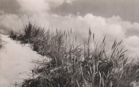 St. Peter-Ording - Dünengras - 1957 St. Peter-Ording - Dünengras - 1957