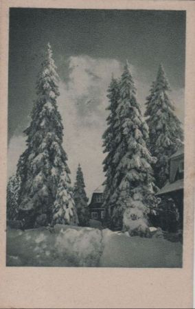 Nadelbäume im Schneekleid - ca. 1955 Nadelbäume im Schneekleid - ca. 1955