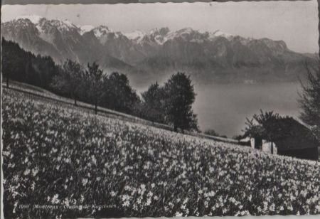 Schweiz - Montreux - Champ de Narcisses - ca. 1965 Schweiz - Montreux - Champ de Narcisses - ca. 1965