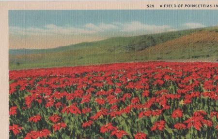 USA, Kalifornien - Field of Poinsettias in California - ca. 1945 USA, Kalifornien - Field of Poinsettias in California - ca. 1945