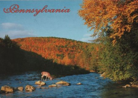 USA - Pennsylvania - Whitetail buck - ca. 1980 USA - Pennsylvania - Whitetail buck - ca. 1980