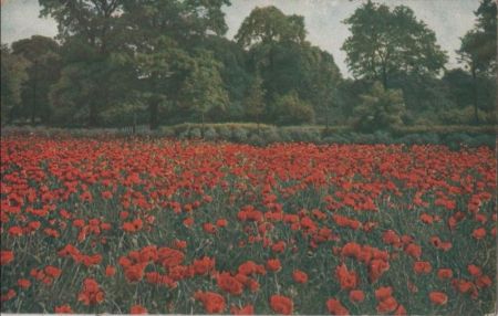 Wiese mit Blumen Wiese mit Blumen