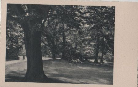 Alter Baum im Park - ca. 1955 Alter Baum im Park - ca. 1955