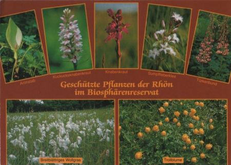 Rhön - Geschützte Pflanzen - ca. 1995 Rhön - Geschützte Pflanzen - ca. 1995
