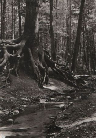 Buckow - Wurzelfichte - 1983 Buckow - Wurzelfichte - 1983
