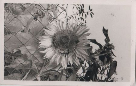 Sonnenblume am Zaun Sonnenblume am Zaun