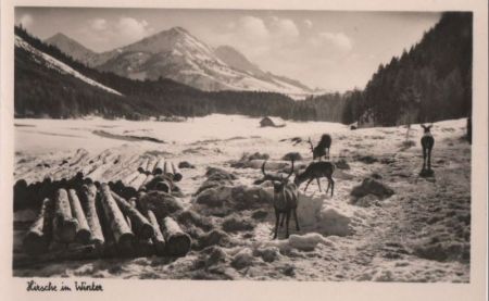 Hirsche im Winter - ca. 1955 Hirsche im Winter - ca. 1955