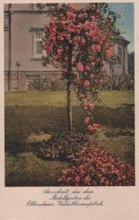 Olbernhau - Modellgarten der Wachsblumenfabrik - ca. 1965 Olbernhau - Modellgarten der Wachsblumenfabrik - ca. 1965
