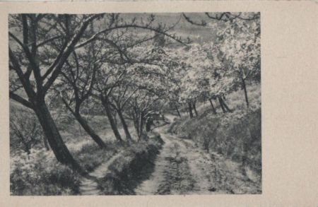 Es blühen die Bäume am Wegesrand - ca. 1955 Es blühen die Bäume am Wegesrand - ca. 1955